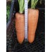 Морковь Канада F1 (1,6-1,8 мм) /100.000 семян/ *Bejo Zaden*