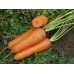Морковь Канада F1 /25.000 семян (1,6-1,8 мм)/ *Bejo Zaden*