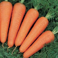 Морковь Канада F1 (2,0-2,2 мм) /100.000 семян/ *Bejo Zaden*