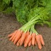 Морковь Карини /500 грамм/ *Bejo Zaden*