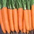 Морковь Колтан F1 /100.000 семян/ *Nunhems Zaden*