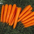 Морковь Лагуна F1 /100.000 семян (pr)/ *Nunhems Zaden*