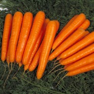Морковь Лагуна F1 /100.000 семян/ *Nunhems Zaden*