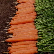 Морковь Монанта /250 г/ *Rijk Zwaan*