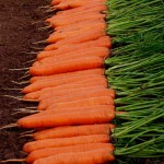 Морковь Монанта /50 г/ *Rijk Zwaan*