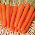 Морква Нантес /0,5 кг насіння/ *Tezier*