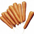 Морковь Нантес Скарлет /5 кг семян/ *United Genetics*