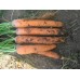 Морква Нантес Скарлет /5 кг насіння/ *United Genetics*
