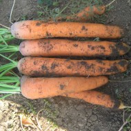 Морковь Нантес Скарлет /0,5 кг семян/ *United Genetics*