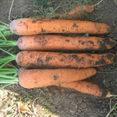 Морква Нантес Скарлет /0,5 кг насіння/ *United Genetics*