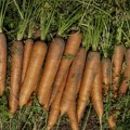 Морква Нантес Тип-Топ /0,5 кг насіння/ *United Genetics*