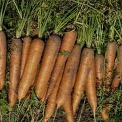 Морква Нантес Тип-Топ /0,5 кг насіння/ *United Genetics*