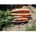 Морква Наполі F1 /25.000 насінин (1,6-1,8 мм)/ *Bejo Zaden*