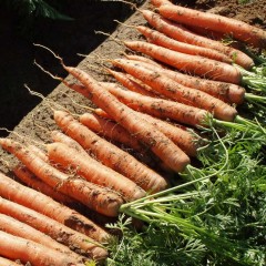 Морква Наполі F1 /25.000 насінин (1,8-2,0 мм)/ *Bejo Zaden*
