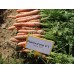 Морковь Нарбонне F1 (2,0-2,2 мм) /100.000 семян/ *Bejo Zaden*