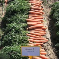 Морковь Ньюс F1 (1,8-2,0 мм) /100.000 семян/ *Bejo Zaden*