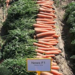 Морковь Ньюс F1 (2,0-2,2 мм) /100.000 семян/ *Bejo Zaden*