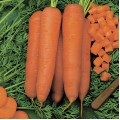 Морковь Скарла /0,5 кг семян/ *Tezier*