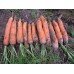 Морковь Фиго F1 /100.000 семян/ *Tezier*