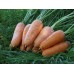 Морква Шантане /0,5 кг насіння/ *Tezier*
