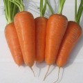 Морковь Шантане РэдКор /0,5 кг семян/ *United Genetics*