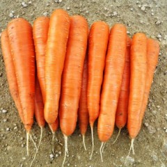 Морковь Колтан F1 /25.000 семян (1,4-1,6)/ *Nunhems Zaden*