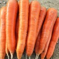 Морква Колтан F1 /100.000 насінин (1,6-1,8)/ *Nunhems Zaden*