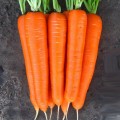 Морковь Лагуна F1 /100.000 семян (1,6-1,8)/ *Nunhems Zaden*