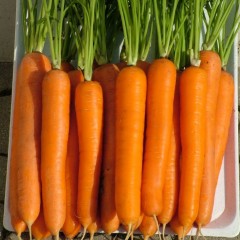 Морковь Лагуна F1 /25.000 семян (1,8-2,0)/ *Nunhems Zaden*