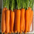 Морковь Лагуна F1 /100.000 семян primed (1,8-2,0)/ *Nunhems Zaden*