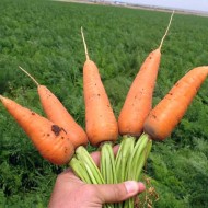 Морковь Ред Кор /1.000 грамм/ *Nunhems Zaden*