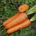 Морковь Канада F1 /1.000.000 семян (1,6-1,8 мм)/ *Bejo Zaden*