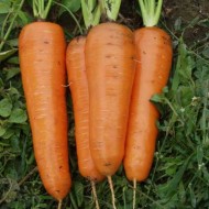 Морковь Канада F1 /1.000.000 семян (1,8-2,0 мм)/ *Bejo Zaden*