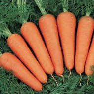 Морковь Канада F1 /1.000.000 семян (2,2-2,4 мм)/ *Bejo Zaden*