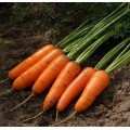 Морковь Каскад F1 /1.000.000 семян (2,0-2,2 мм)/ *Bejo Zaden*