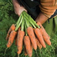 Морковь Кардиф F1 /1.000.000 семян (1,6-1,8 мм)/ *Bejo Zaden*