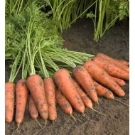 Морковь Купар F1 /1.000.000 семян (1,6-1,8 мм)/ *Bejo Zaden*