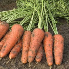 Морковь Купар F1 /1.000.000 семян (2,0-2,2 мм)/ *Bejo Zaden*