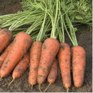 Морковь Купар F1 /1.000.000 семян (2,2-2,4 мм)/ *Bejo Zaden*
