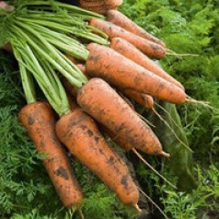 Морковь Кордоба F1 /1.000.000 семян (1,6-1,8 мм)/ *Bejo Zaden*