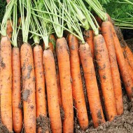 Морковь Наполи F1 /1.000.000 семян (1,6-1,8 мм)/ *Bejo Zaden*