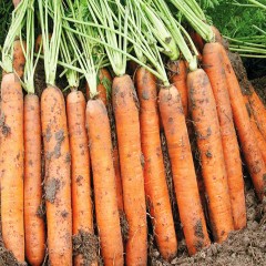 Морква Наполі F1 /1.000.000 насінин (1,8-2,0 мм)/ *Bejo Zaden*