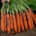 Морква Наполі F1 /1.000.000 насінин (2,0-2,2 мм)/ *Bejo Zaden*