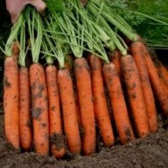 Морковь Наполи F1 /1.000.000 семян (2,0-2,2 мм)/ *Bejo Zaden*