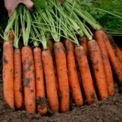 Морква Наполі F1 /1.000.000 насінин (2,2-2,4 мм)/ *Bejo Zaden*