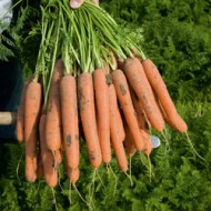 Морковь Нерак F1 /1.000.000 семян (1,6-1,8 мм)/ *Bejo Zaden*