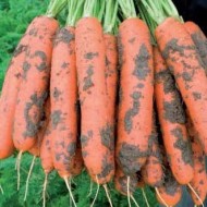 Морковь Ньюкасл F1 /1.000.000 семян (1,6-1,8 мм)/ *Bejo Zaden*