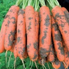 Морква Ньюкасл F1 /1.000.000 насінин (1,8-2,0 мм)/ *Bejo Zaden*
