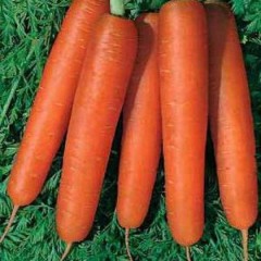 Морковь Камаран F1 /1.000.000 семян (1,6-1,8 мм)/ *Bejo Zaden*