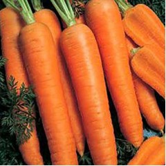Морковь Камаран F1 /1.000.000 семян (2,0-2,2 мм)/ *Bejo Zaden*